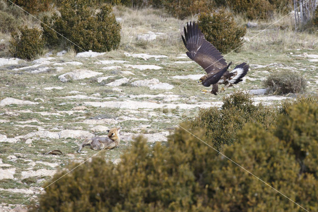 Golden Eagle (Aquila chrysaetos)