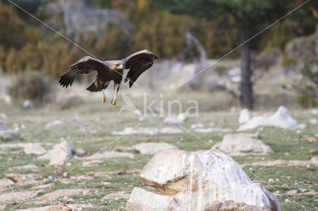 Steenarend (Aquila chrysaetos)