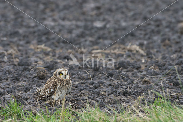 Velduil (Asio flammeus)