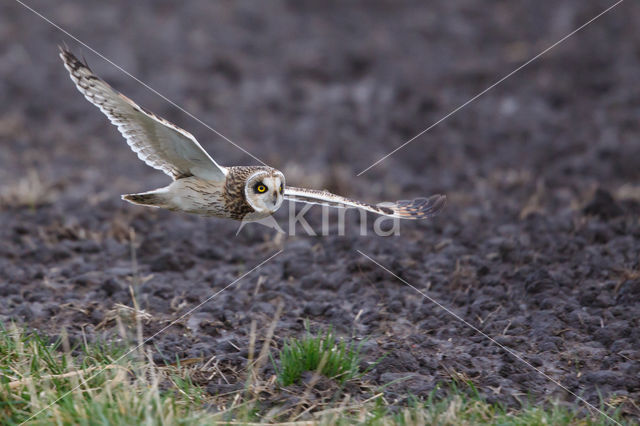 Velduil (Asio flammeus)