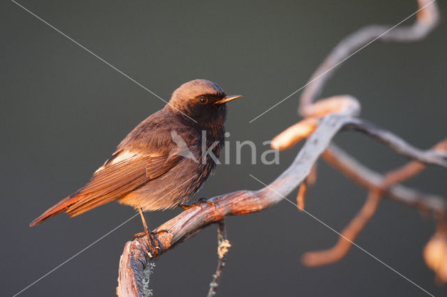 Zwarte Roodstaart (Phoenicurus ochruros)