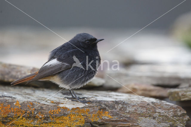 Zwarte Roodstaart (Phoenicurus ochruros)