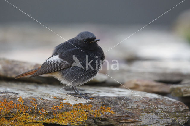 Zwarte Roodstaart (Phoenicurus ochruros)