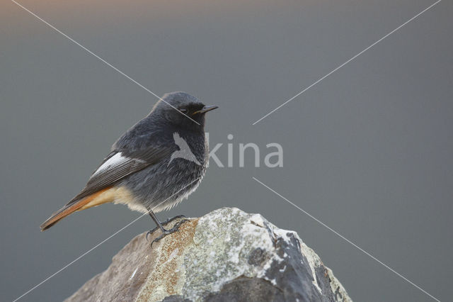 Zwarte Roodstaart (Phoenicurus ochruros)