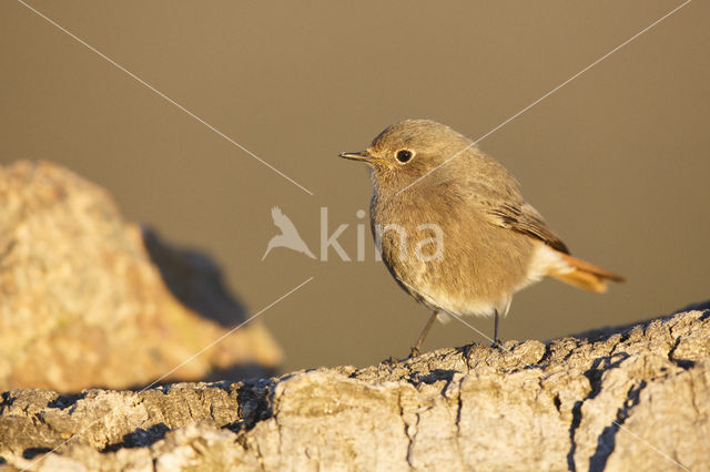 Zwarte Roodstaart (Phoenicurus ochruros)