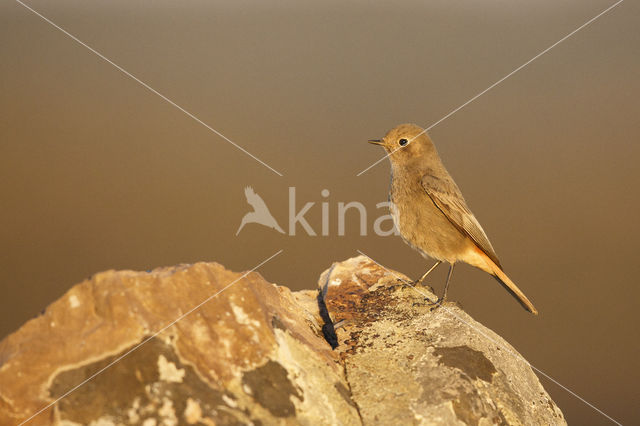 Zwarte Roodstaart (Phoenicurus ochruros)