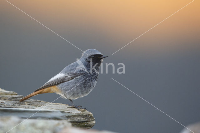 Zwarte Roodstaart (Phoenicurus ochruros)