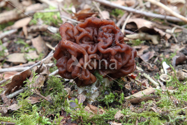 Voorjaarskluifzwam (Gyromitra esculenta)