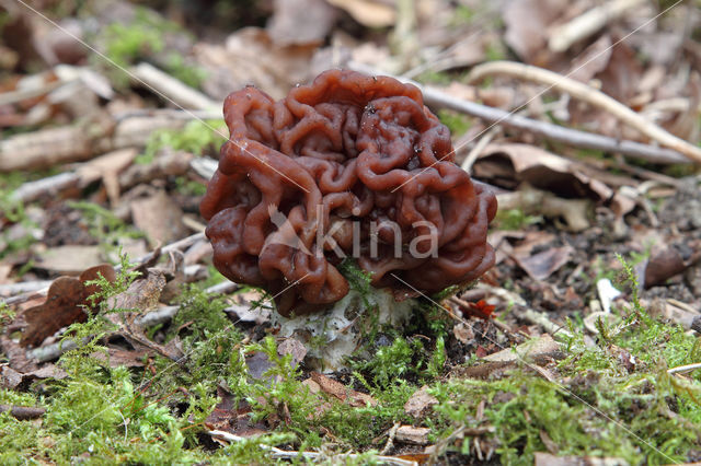 Voorjaarskluifzwam (Gyromitra esculenta)