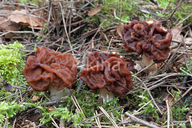 Voorjaarskluifzwam (Gyromitra esculenta)