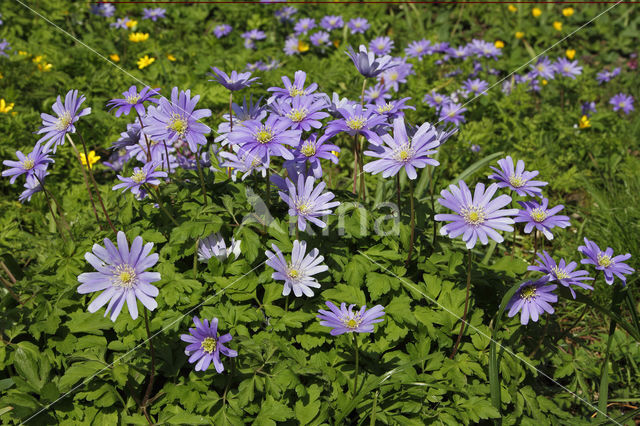 Blue Anemone (Anemone apennina)