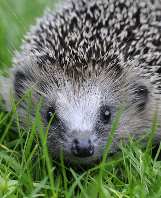 Hedgehog (Erinaceus europaeus)