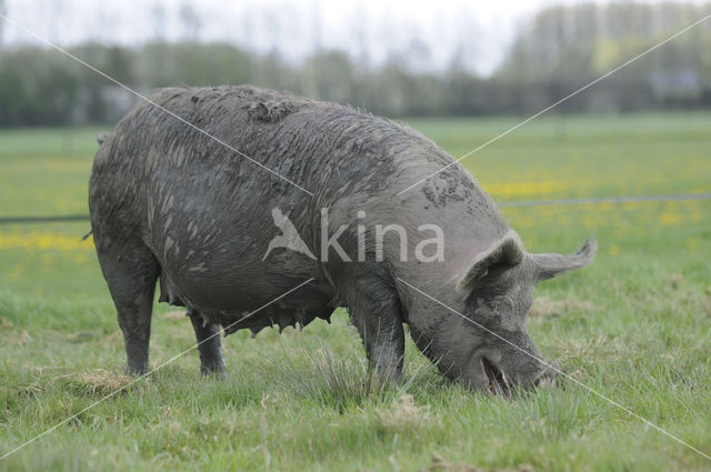 Varken (Sus domesticus)