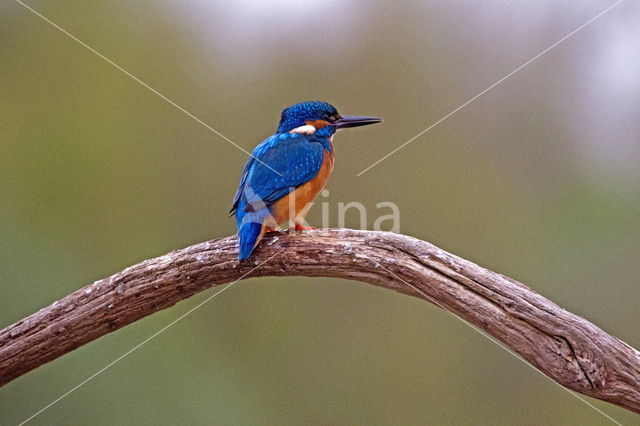 IJsvogel (Alcedo atthis)