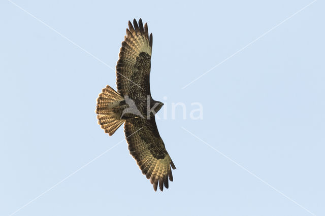 Common Buzzard (Buteo buteo)