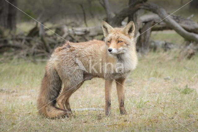 Vos (Vulpes vulpes)