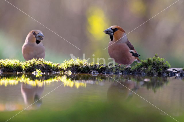 Appelvink (Coccothraustes coccothraustes)