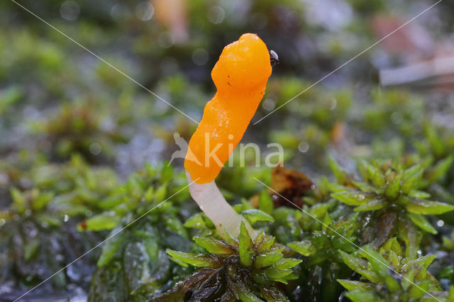 bog beacon (Mitrula paludosa)