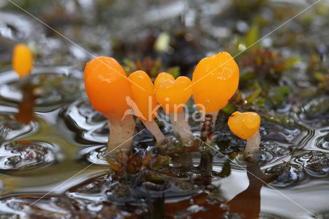 Beekmijtertje (Mitrula paludosa)