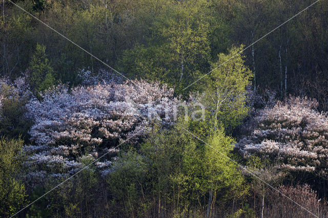 Amerikaans krentenboompje (Amelanchier lamarckii)