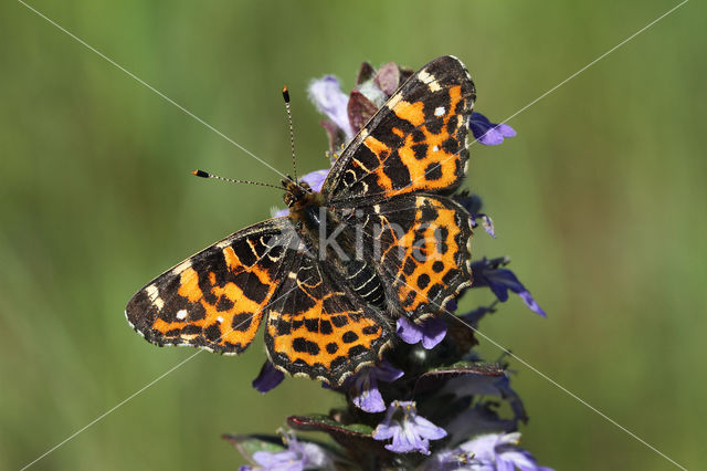 Landkaartje (Araschnia levana)