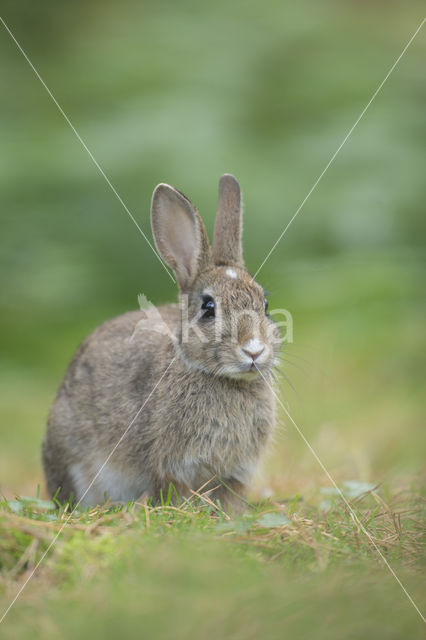 Konijn (Oryctolagus cuniculus)