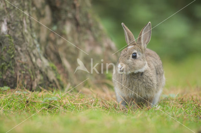 Rabbit (Oryctolagus cuniculus)