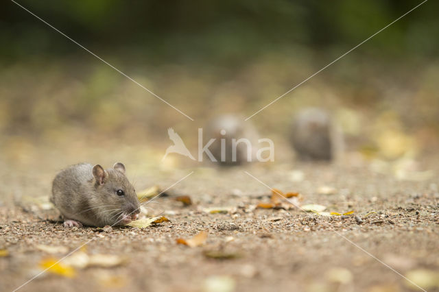 Bruine rat (Rattus norvegicus)