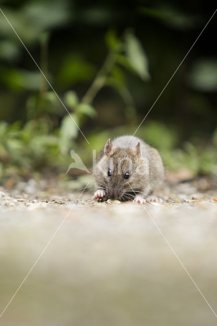 Brown rat (Rattus norvegicus)