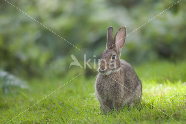 Konijn (Oryctolagus cuniculus)