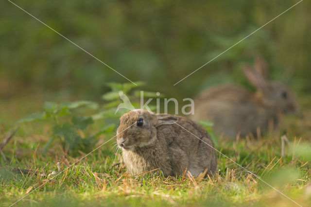 Rabbit (Oryctolagus cuniculus)