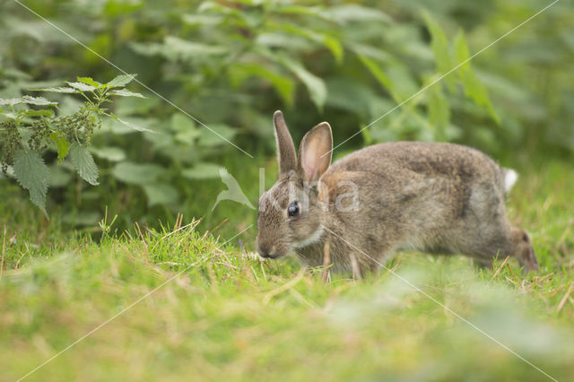 Konijn (Oryctolagus cuniculus)