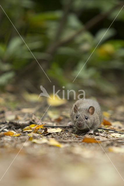 Bruine rat (Rattus norvegicus)