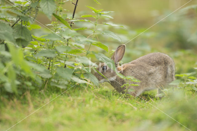 Rabbit (Oryctolagus cuniculus)