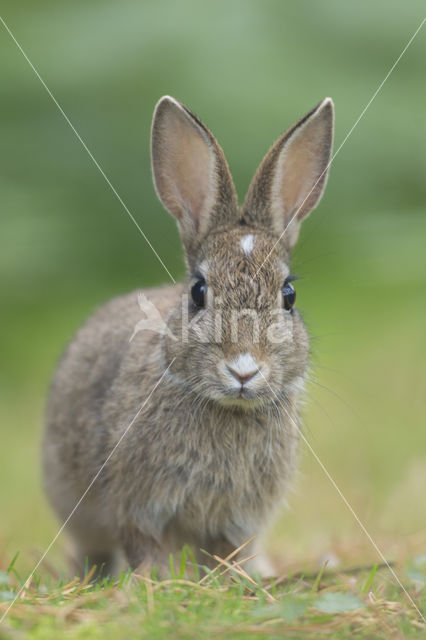 Rabbit (Oryctolagus cuniculus)