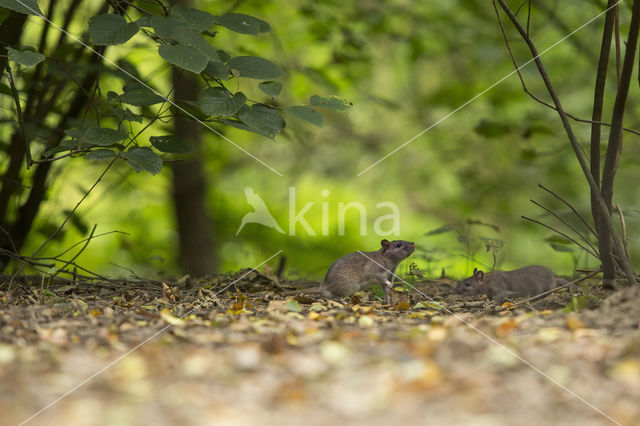 Bruine rat (Rattus norvegicus)