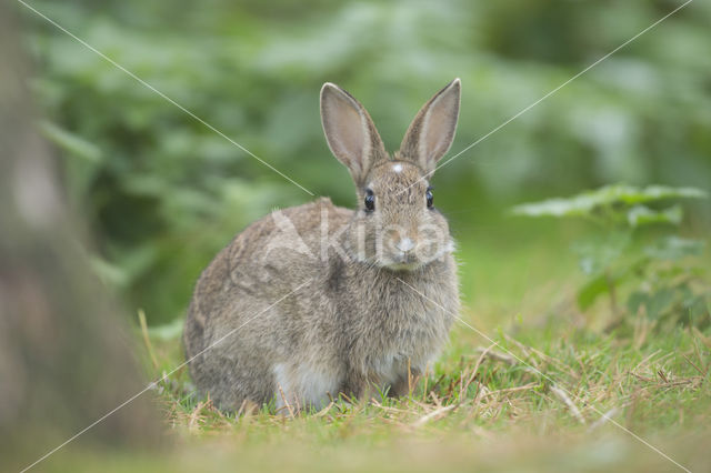 Konijn (Oryctolagus cuniculus)