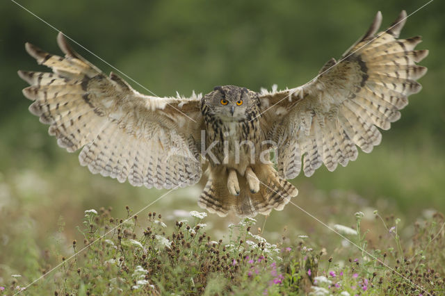 Oehoe (Bubo bubo)