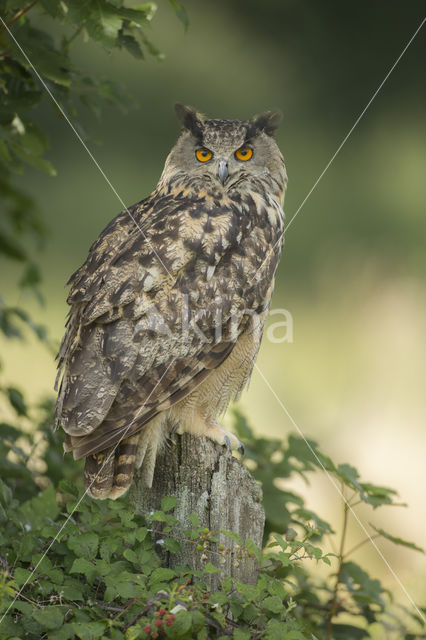 Oehoe (Bubo bubo)