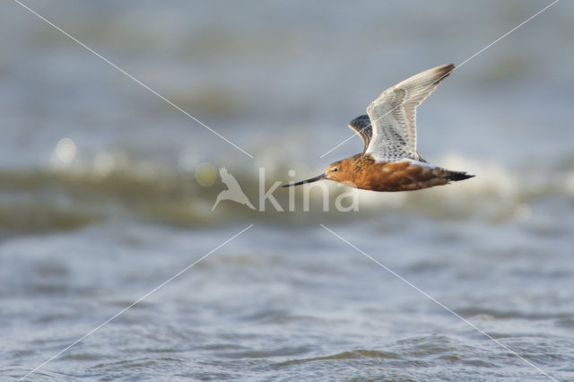 Bar-tailed Godwit (Limosa lapponica)