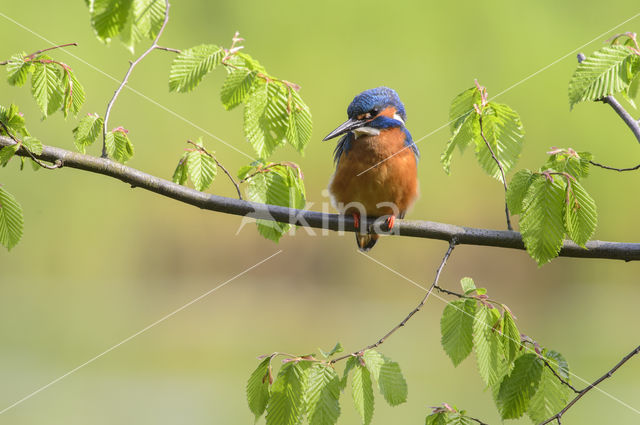 IJsvogel (Alcedo atthis)