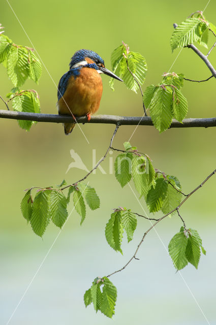 IJsvogel (Alcedo atthis)