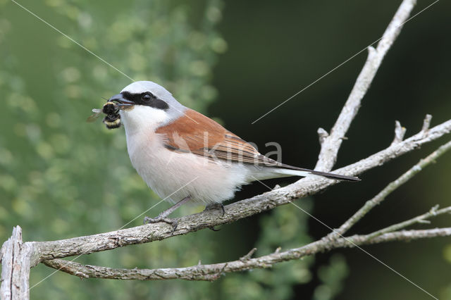 Grauwe Klauwier (Lanius collurio)