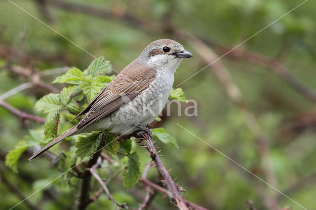 Grauwe Klauwier (Lanius collurio)