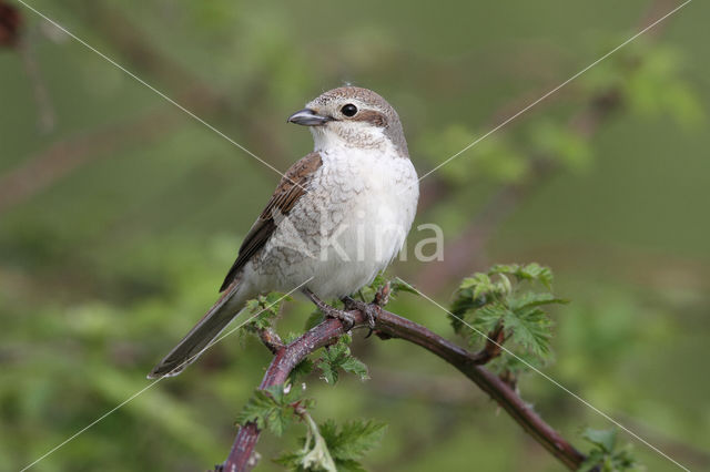 Grauwe Klauwier (Lanius collurio)