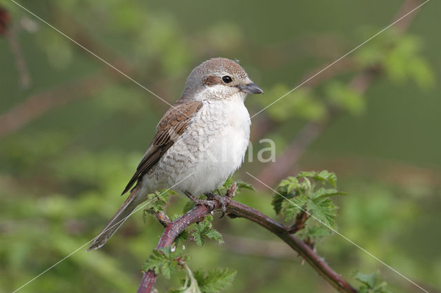 Grauwe Klauwier (Lanius collurio)