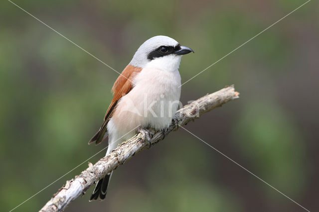 Grauwe Klauwier (Lanius collurio)