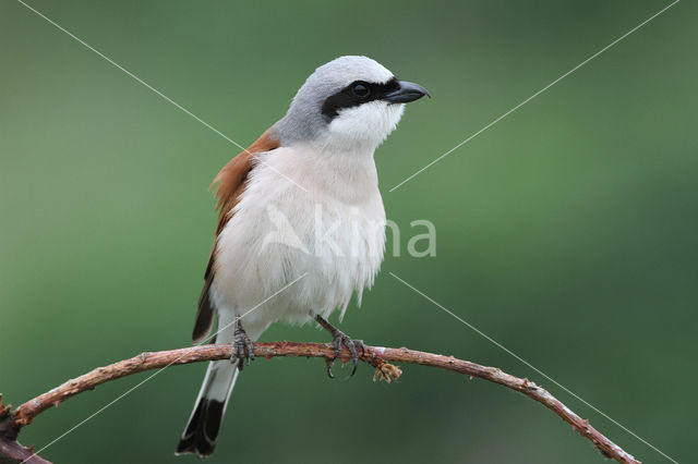 Grauwe Klauwier (Lanius collurio)