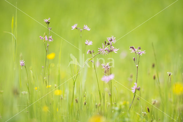 Echte koekoeksbloem (Lychnis flos-cuculi)