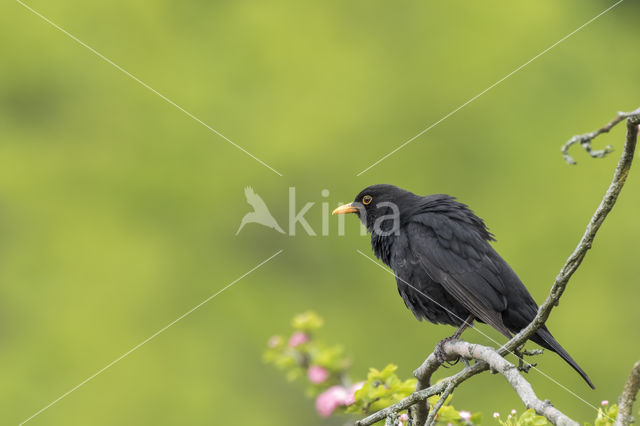 Merel (Turdus merula)